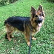 Mid-Atlantic German Shepherd Rescue