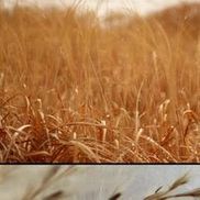 Westside Wesleyan Church