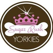 Sugar-Rush Yorkies