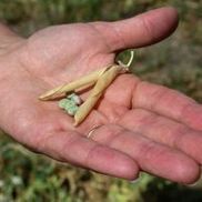 USA Dry Pea & Lentil Council