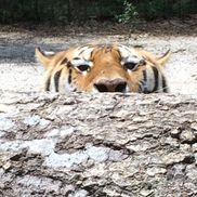 Endangered Animal Rescue Sanctuary