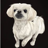 M.T June Pet Portraits