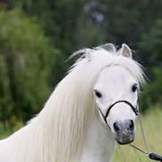 Arabiana Miniature Horses