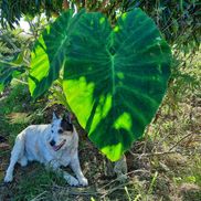 The Demonstration Orchard at Hāmākua Harvest 