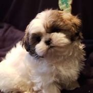 Barb’s Precious Pups
