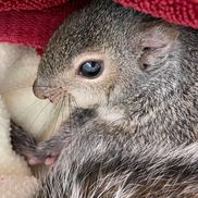 Fellow Mortals Wildlife Hospital