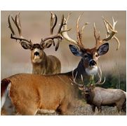 Discounted Hunts LLC