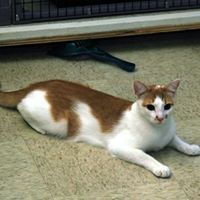 The Hotel 4 Cats, Mooresville NC