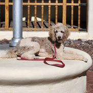 Cottonwood Pet Resort