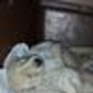 The Humane Way Humane Society