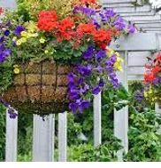 PARTY PINK HANGING BASKETS 2022 by TIDAL ENTERPRISES in Naples, FL ...