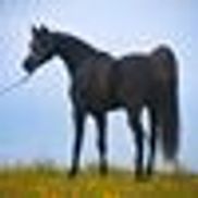 Fantasia Arabians
