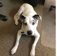 Ward-Wiseman Animal Haven