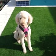 Artificial Turf Factory Outlet of Naples