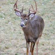 Moose Valley Photography