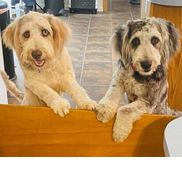 CuddlyDoodes