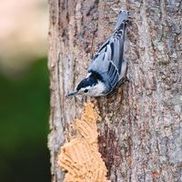 Wild Birds Unlimited