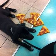 Salty dogs sale obedience