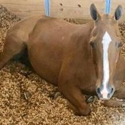 Green Horse, LLC