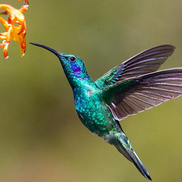 Adolescent & Parenting Coach, Professionally Certified