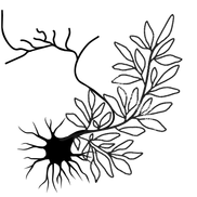 The Nerve Solution