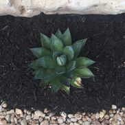 Greenbelt Patio & Landscape