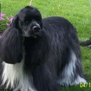 Dip -N- Clip Dog Grooming, LLC, Niles OH