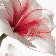 Gordon Bonetti Florist