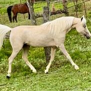 Limestone Horses LLC