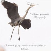 Catherine Grassello Photography