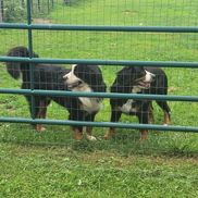 Gone to the Dogs! And Pups in northern  wis!