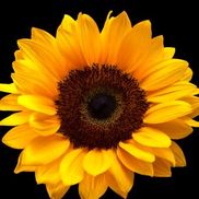 Woodland Floral and Gifts LLC