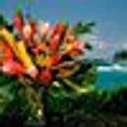 Hala Tropical Flowers