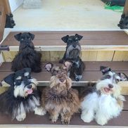 Soutex Kennels