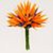 Green Point Nurseries