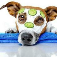 2 Peas In A Pod Pet Care