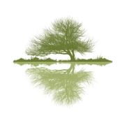 Healthy Little Trees
