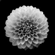 Creekside Growers (The Flower Shack)