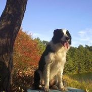 Fur's A Flyin'