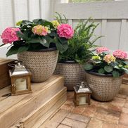 Creative Plant Designs Apex, NC