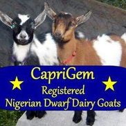 Caprigem Nigerian Dwarf Dairy Goats