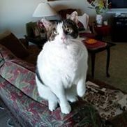 Creature Comforts Pet Services Saskatoon Sk Alignable