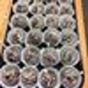 The Local Baker and Cafe