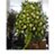 Karen's Flower Shoppe