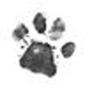 Reining Cats and Dogs of Westchester, Inc.