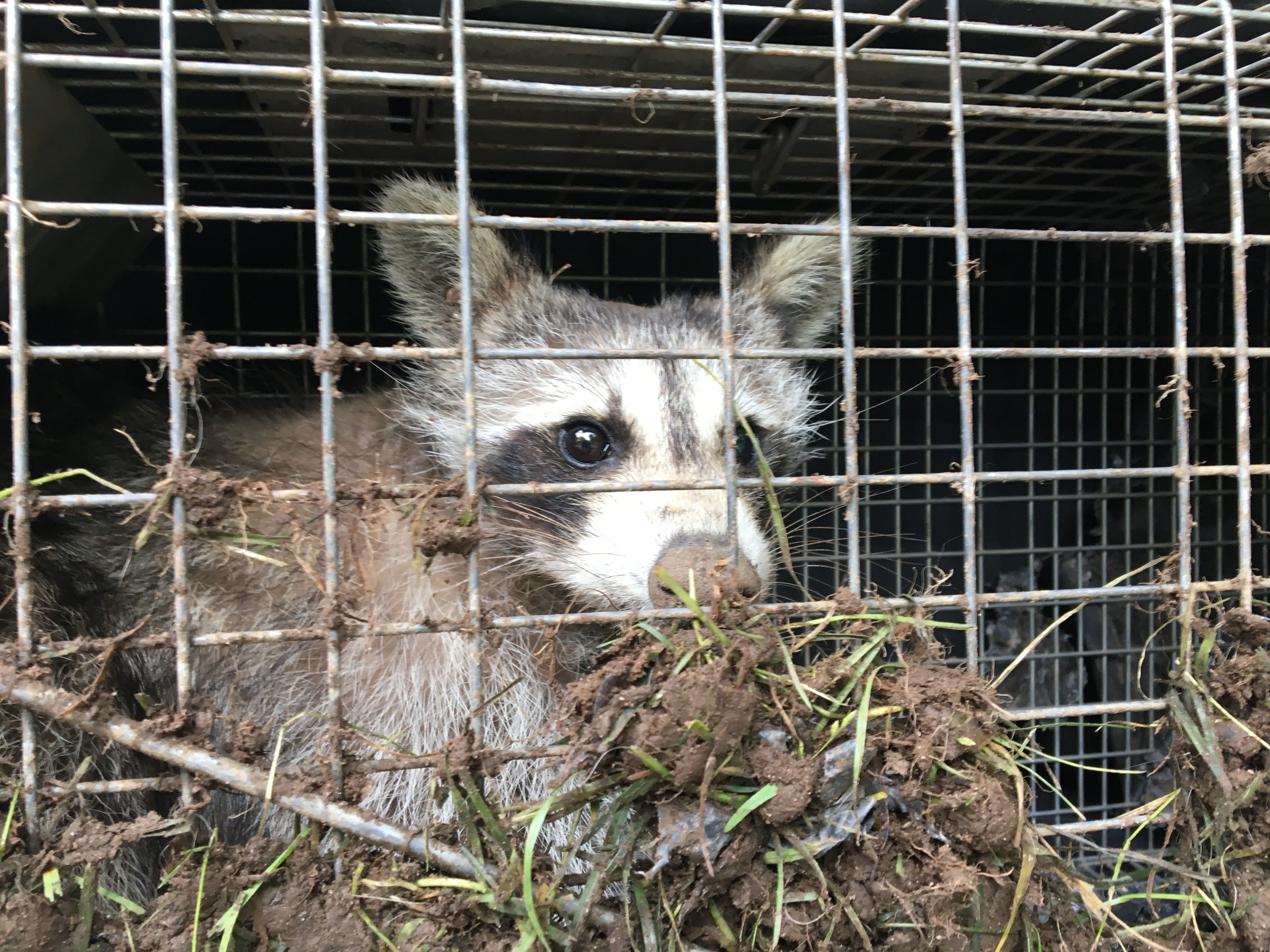 HOMESTEAD WILDLIFE SOLUTIONS, RIDGE NY