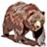 Big Bear Grizzly