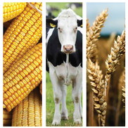 AgriStaff USA, LLC