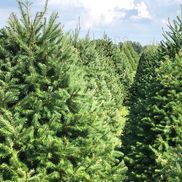 Clarks Christmas Tree Farm and Gift Shop