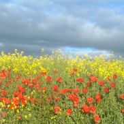 LARCO Executive Coaching Ltd.